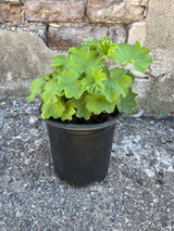 Alchemilla mollis, "Lady's Mantle" showing soft green foliage mid August at Sprout