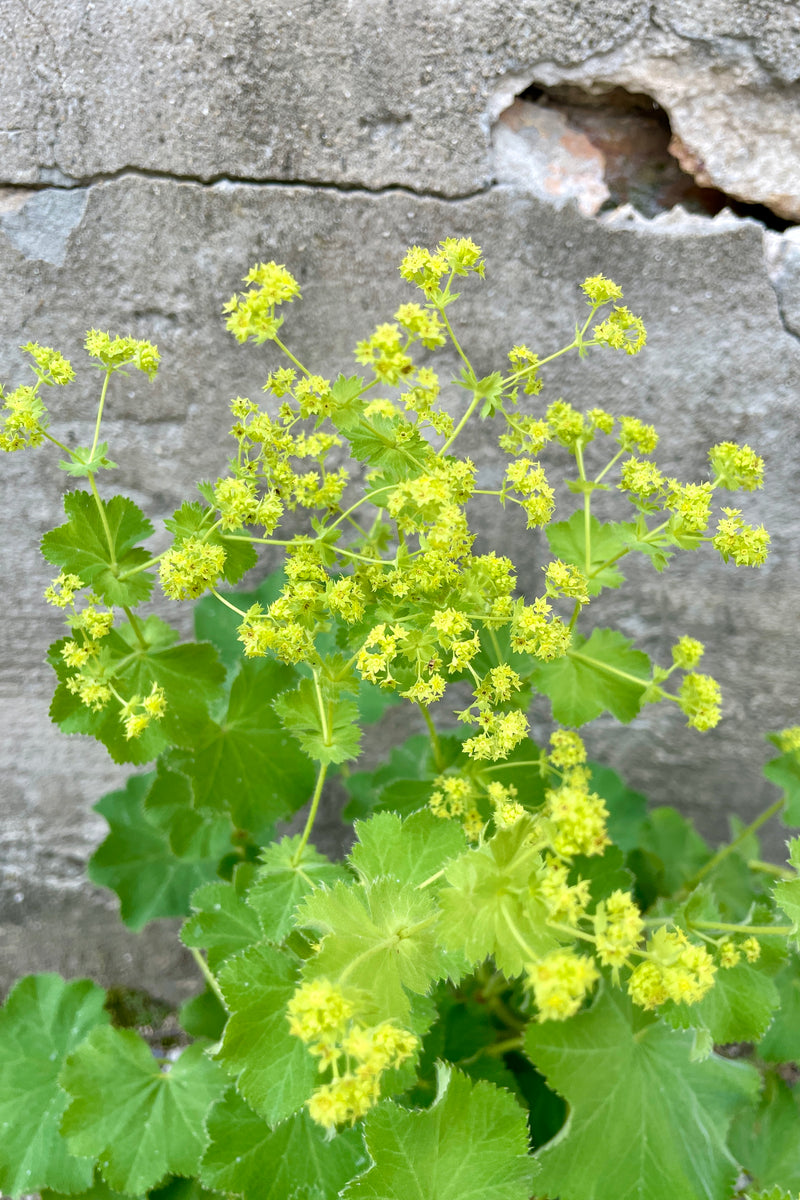 A detail image of the yellow blooms and soft green leaves of the Alchmilla mollis the end of May against a concrete wall. 