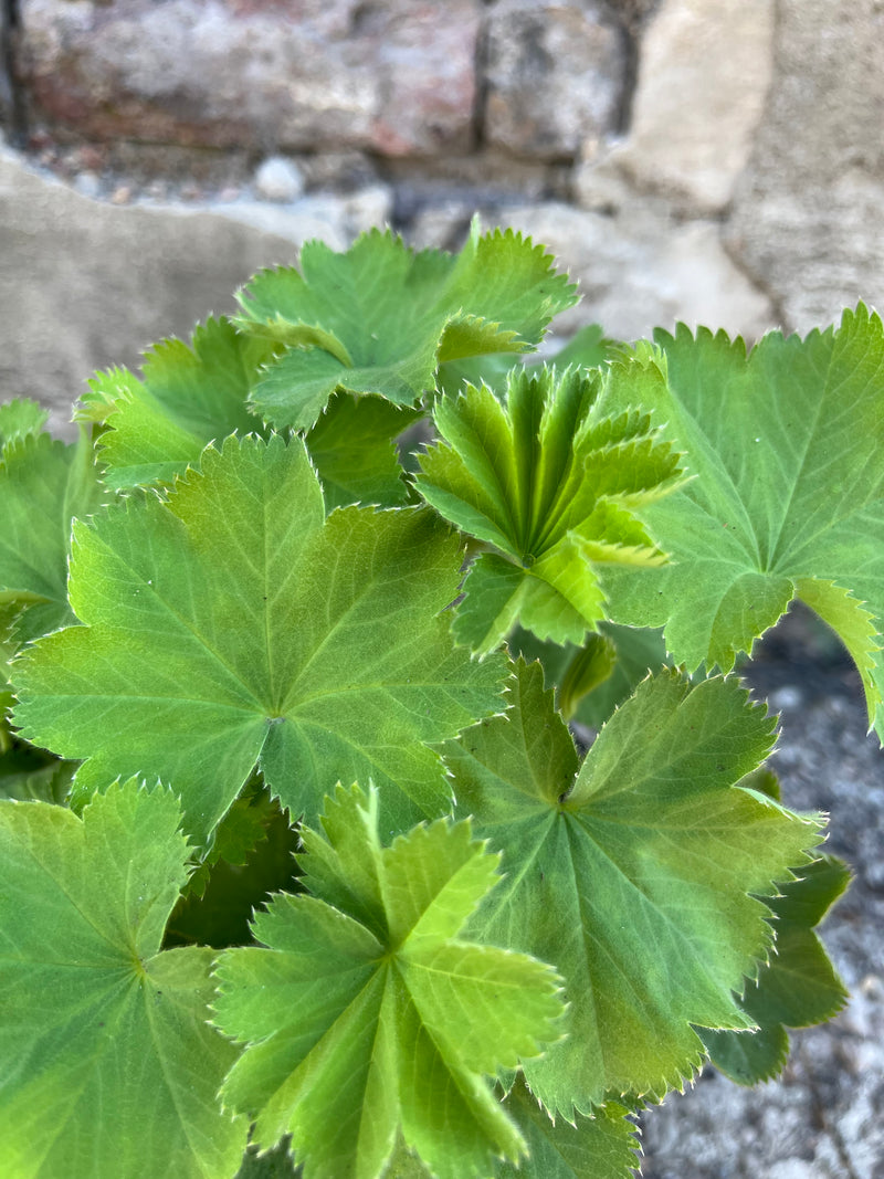 detail image of Alchemilla mollis, "Lady's Mantle" showing a soft green foliage mid August at Sprout