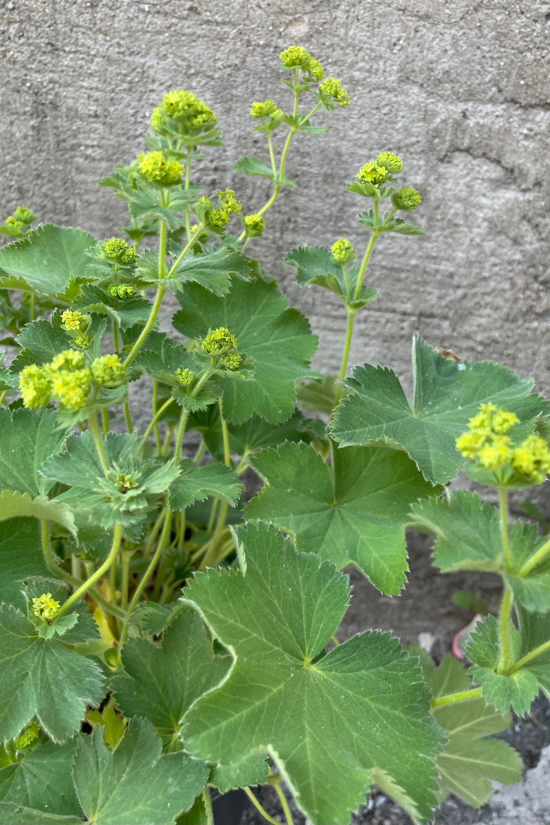 Alchemilla 'Ausles' starting to bloom its delicate small panicles of yellow flowers end of May