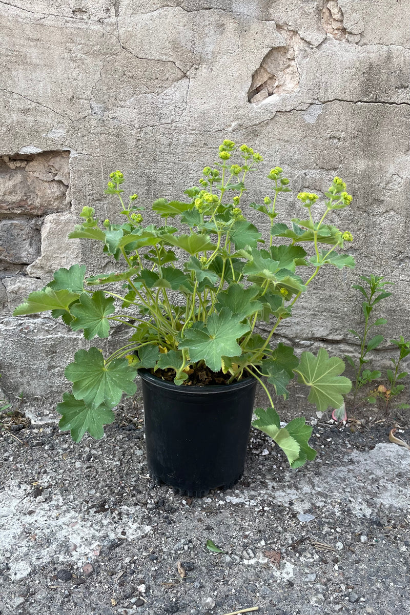 Alchemilla 'Auslese' in a #1 pot blooming with its sweet yellow flowers above soft green foliage the end of May