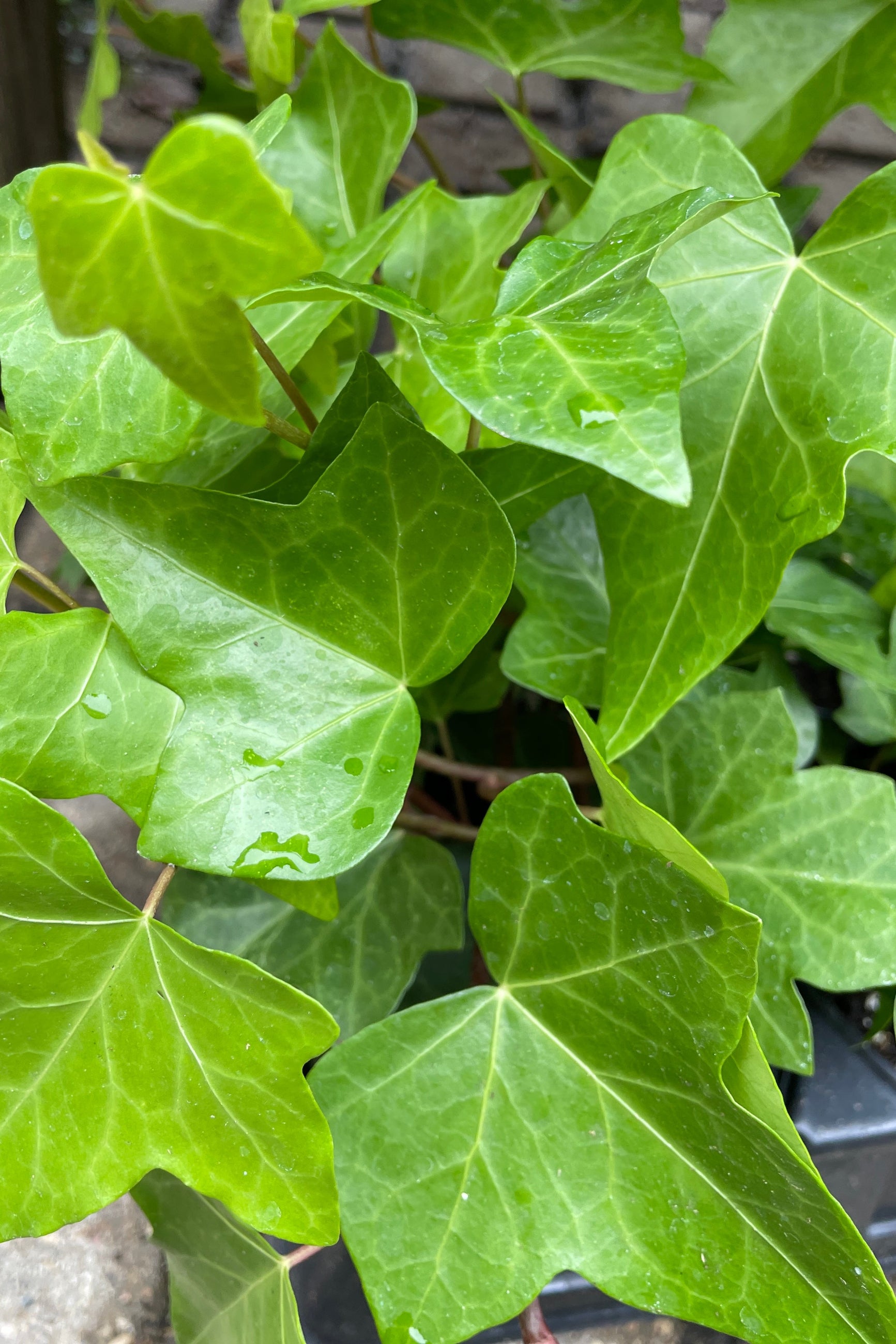 A close up image of Algerian Ivy leaves green and glossy ©Sprout Home