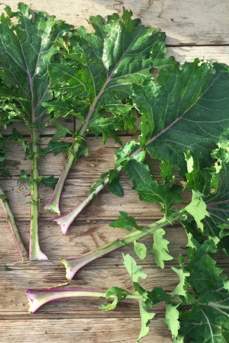 Kale 'All Stars' leaves from the art pack by Hudson Valley Seed Library