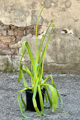 Allium 'Purple Sensation' in a #1 growers pot with its flowers rising from the scrappy foliage about to bloom. 