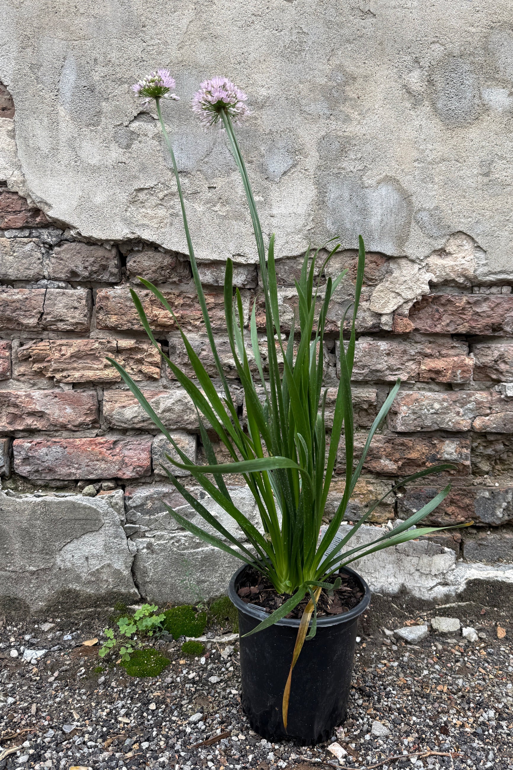 Allium s. 'Summer Beauty' in a #1 growers pot with light purple blooms the beginning of July ©Sprout Home