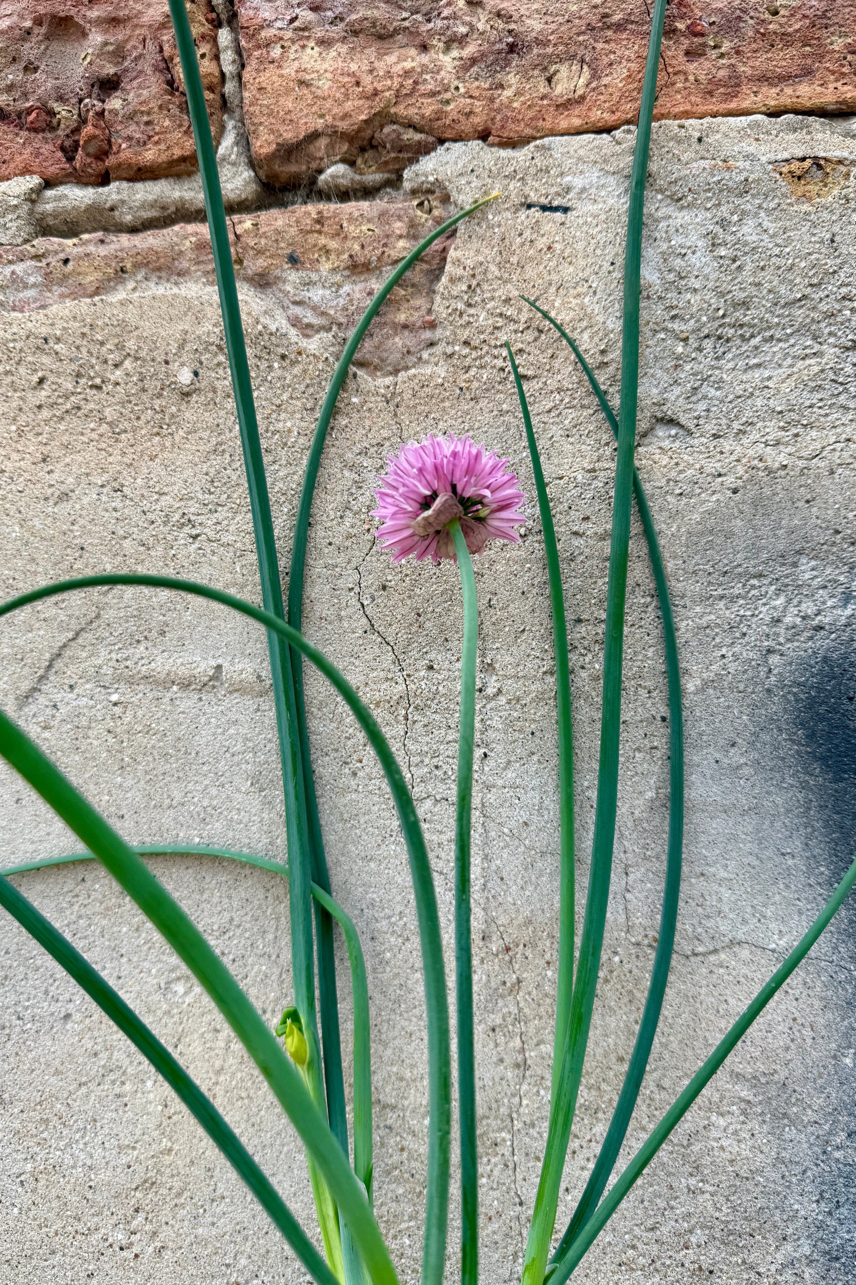 Allium s. 'Forescate' Pink flower with green leaves against a textured stone wall ©Sprout Home