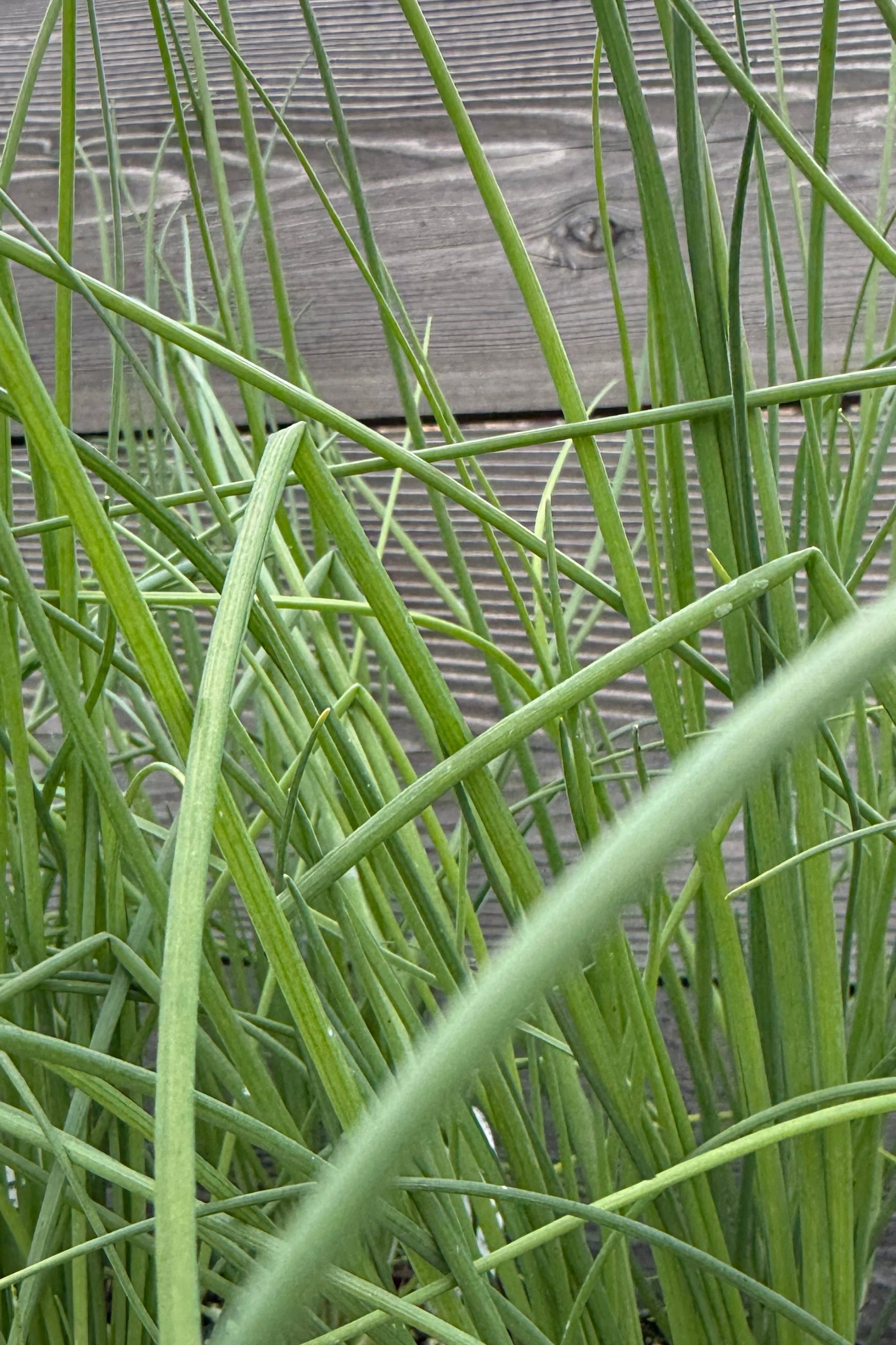 Allium s. "Common Chives" May detail ©Sprout Home