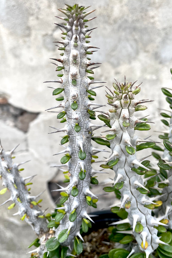 A detailed view of Alluadia Procera "Madagascar Ocotillo" 1G against concrete backdrop