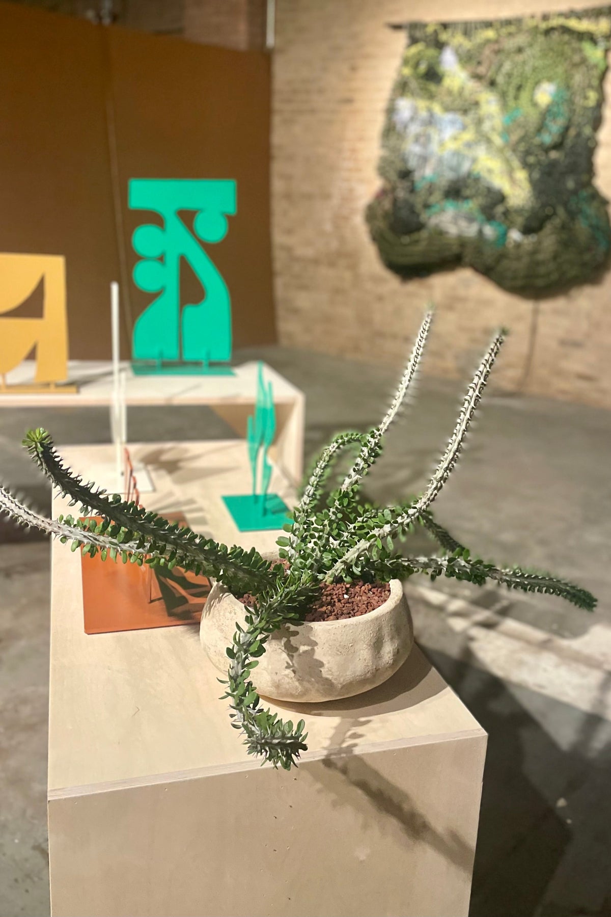 A spraling succulent plant in a clay bowl Alluadia procera displayed in a gallery with geometic sculpture as an instllation view of VERDE at Secrist Beach SATELLITE ©Sprout Home