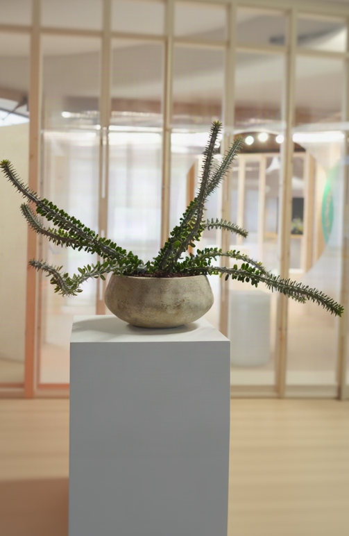 A sprawling Alluadia procera in a low clay bowl with a wooden background ©Installation view of VERDE at Secrist Beach SATELLITE