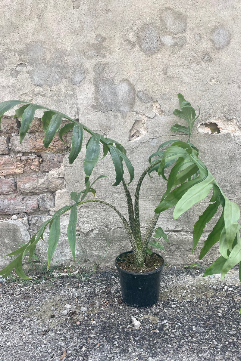 Photo of a sprawling Alocasia brancifolia elephant ear plant in a black pot against a concrete wall.