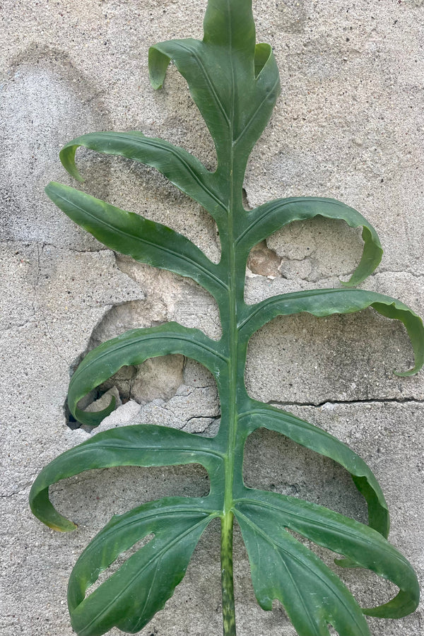 Photo of the intricate green leaf of Alocasia brancifolia against a cement wall.