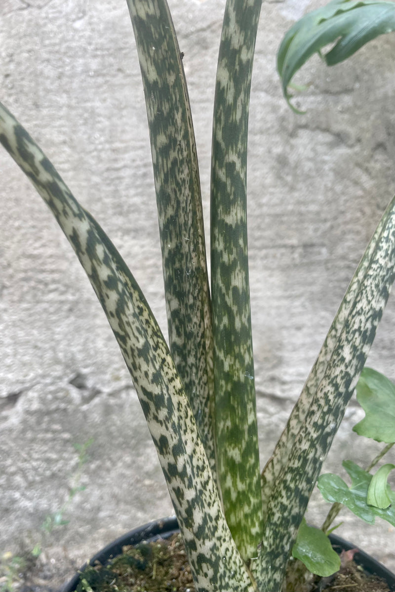 Photo of the mottled leaf of Alocasia brancifolia against a cement wall.