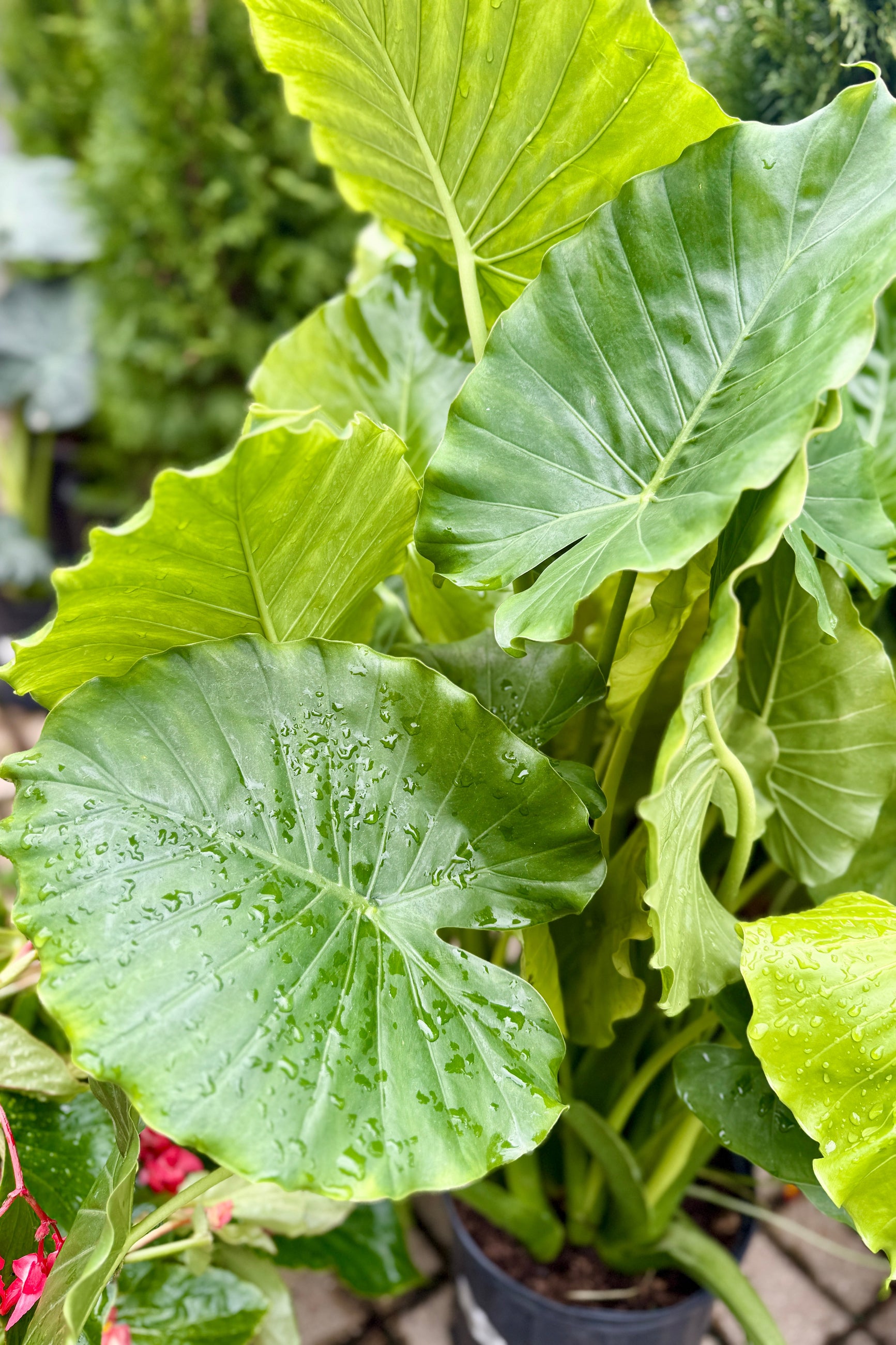 Alocasia 'California' leaves up close ©Sprout Home