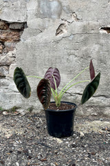 Photo of Alocasia cuprea in a nursery pot against a cement wall.