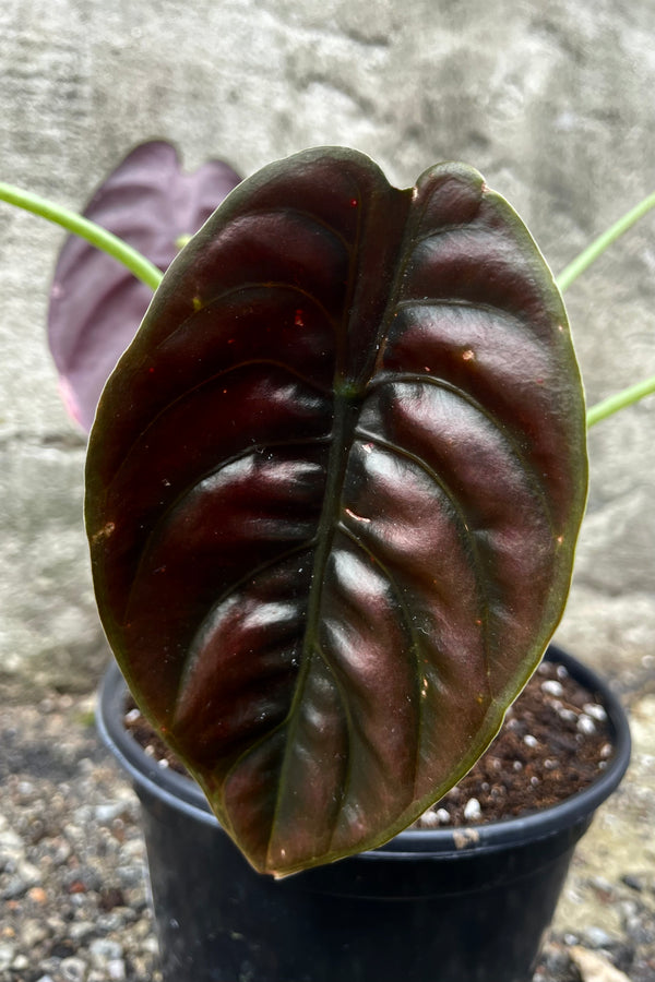 Alocasia cuprea 6"