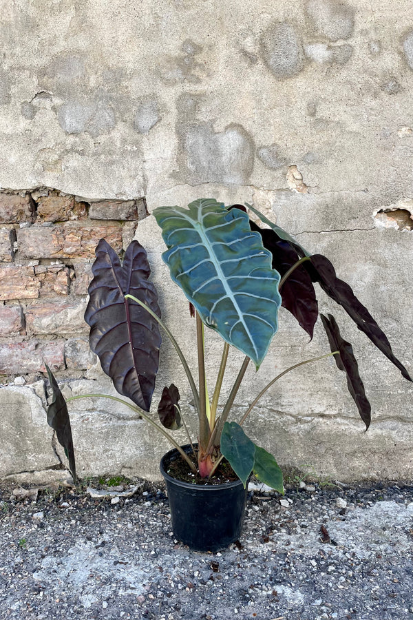 Photo of Alocasia 'Chantrieri's dark green and black leaves in a black pot against a cement wall.