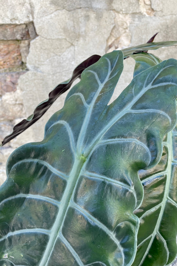 Close photo of dark green and silver veins of Alocasia 'Chantrieri' leaf against a cement wall.