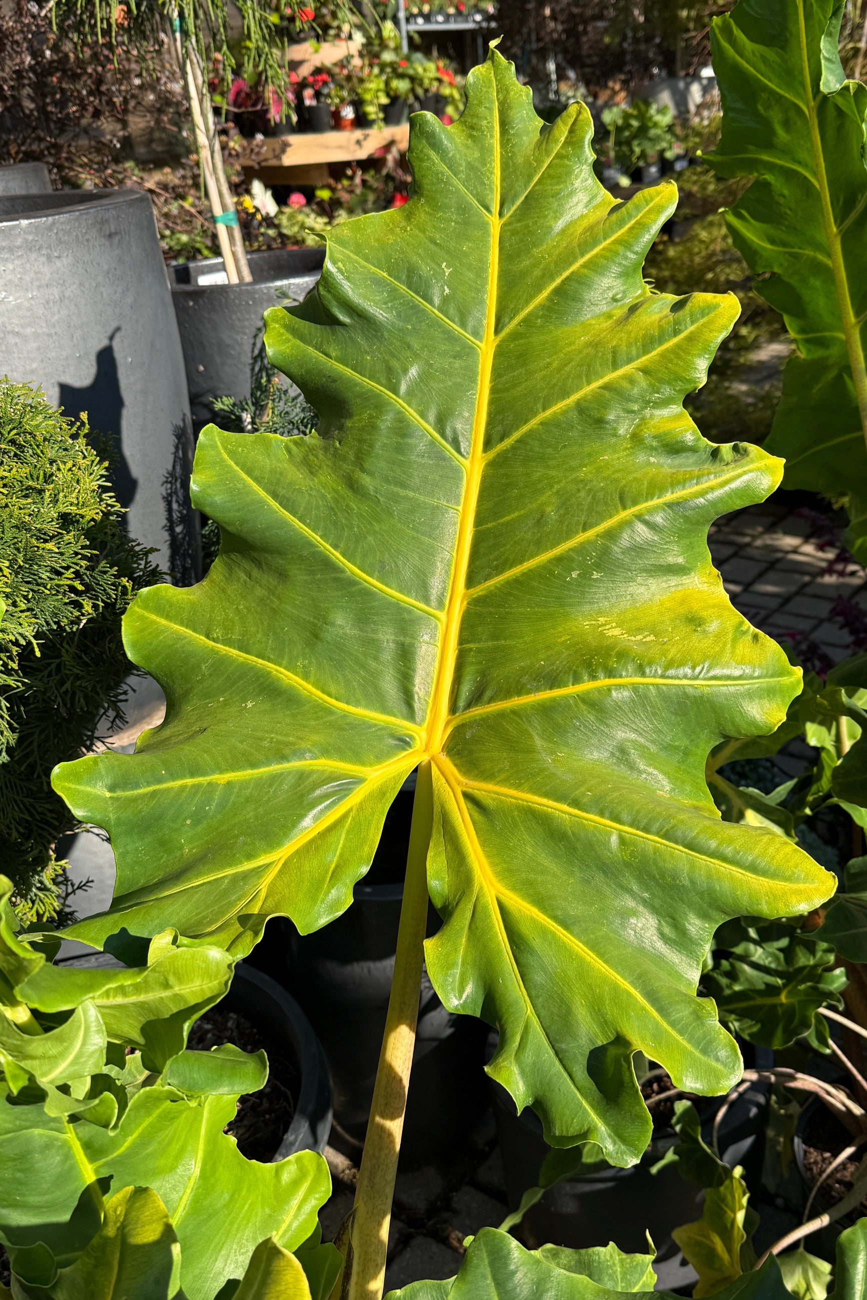 Large green leaf with yellow veins of a Alocasia 'Golden Dragon'  in a garden setting ©Sprout Home