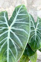 A detailed view of the leaves of Alocasia 'Ivory Coast' 4" against concrete backdrop