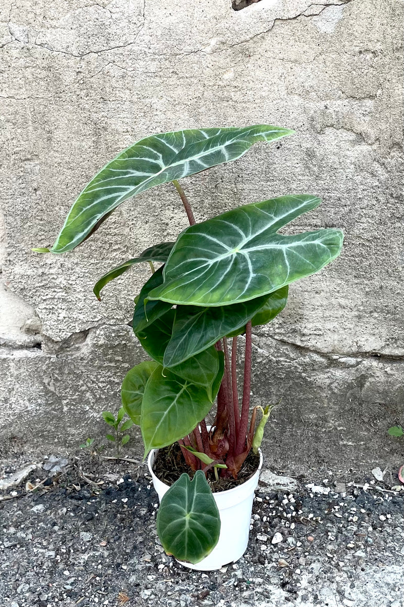 A full view of Alocasia 'Ivory Coast' 4" in grow pot against concrete backdrop