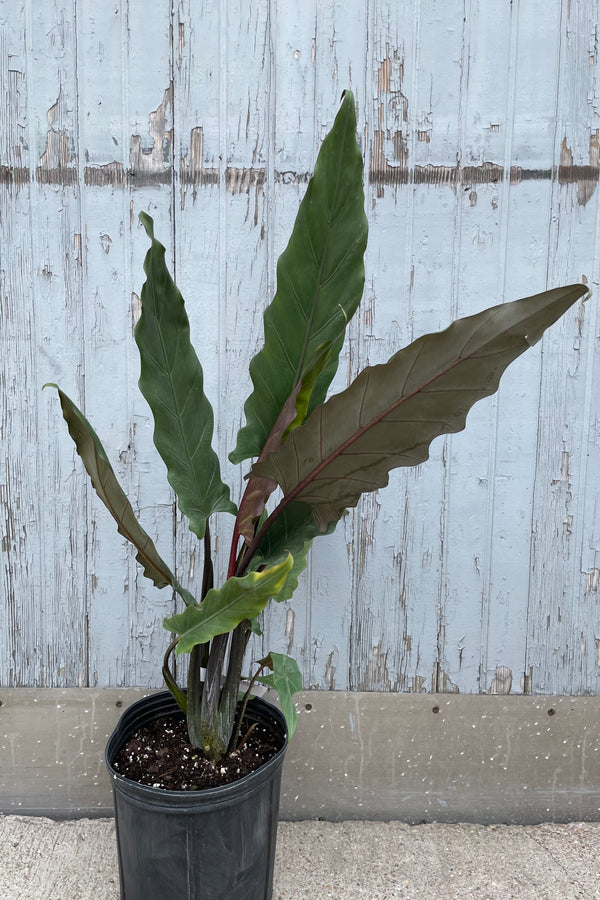 Photo of dark green Alocasia lauterbachiana leaves against gray wall