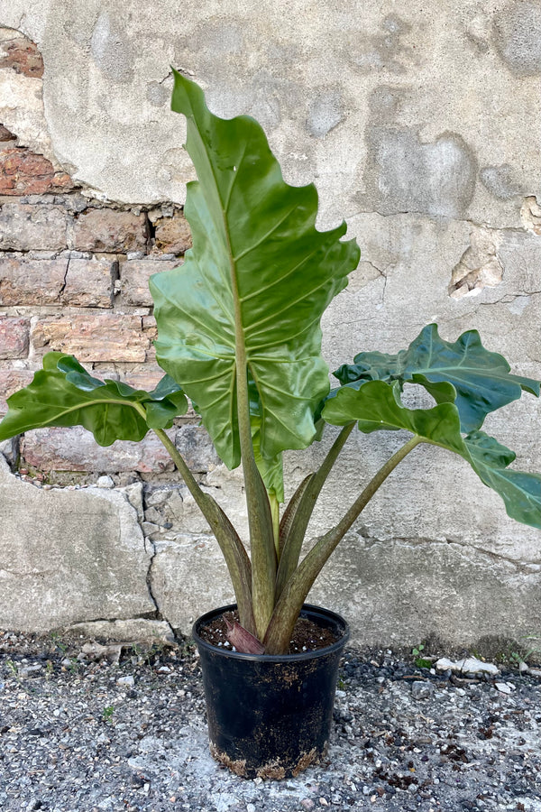 Photo of broad leaves and thick stems of Alocasia 'Low Rider' Elephant Ear houseplant in a black pot against a cement wall.