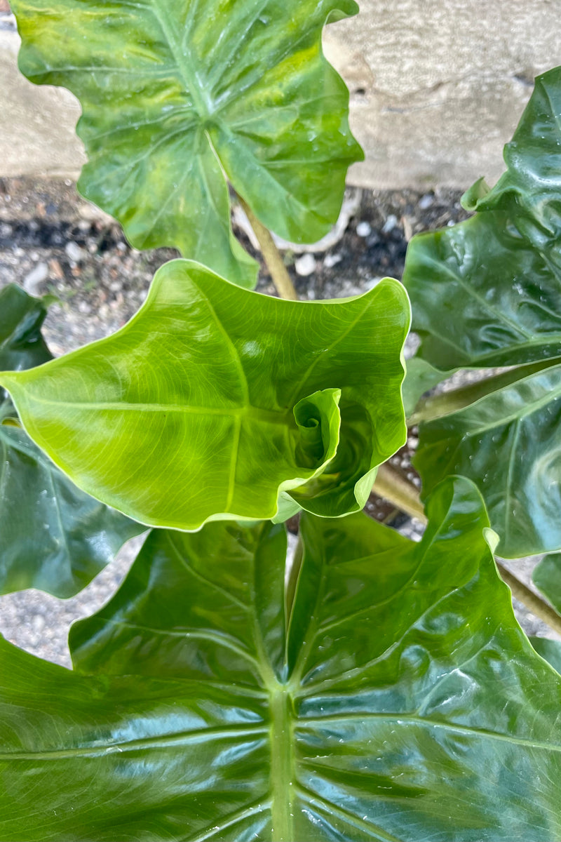 Overhead photo of green, broad leaves of Alocasia 'Low Rider' Elephant Ear houseplant.