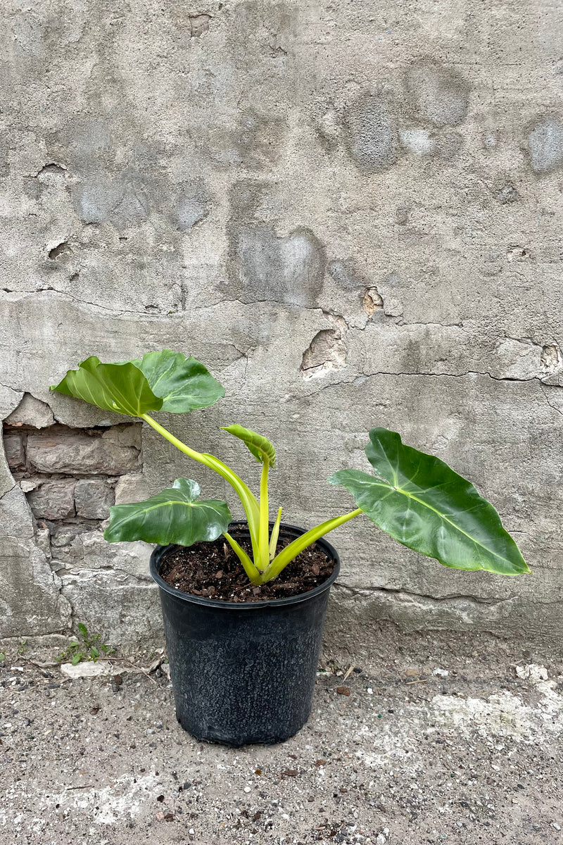 Photo of Alocasia lutea plant against a stone gray wall