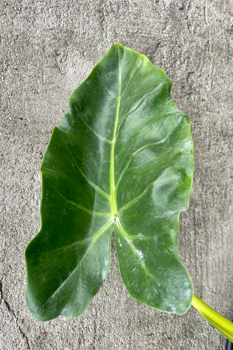 Photo of a bright green leaf of Alocasia lutea against a gray wall