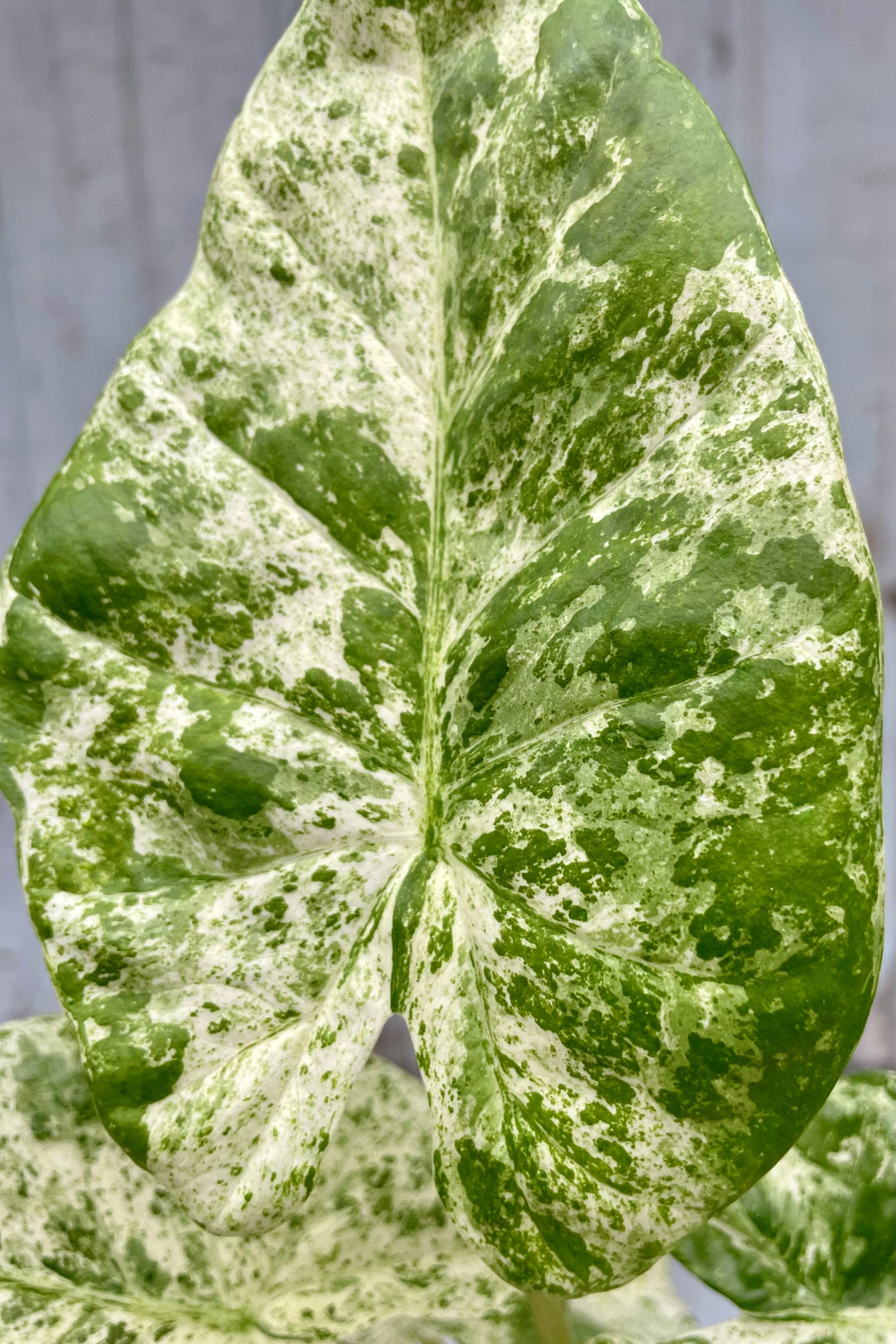 A close-up of a heavily variegated leaf of an Alocasia plant ©Sprout Home