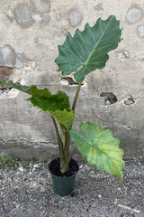 Alocasia x portora in a #1 growers pot with its huge elephant ear like leaves against a concrete wall.  