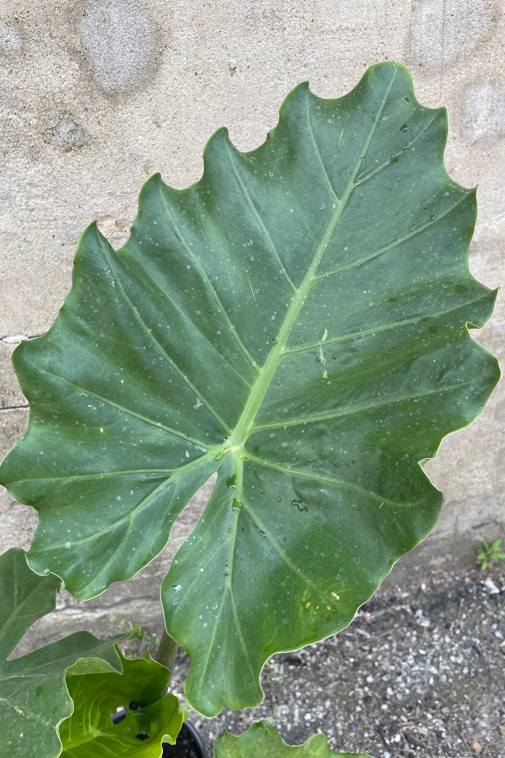 The huge ruffled edged leaf of an Alocasia x portora at Sprout Home.  ©Sprout Home