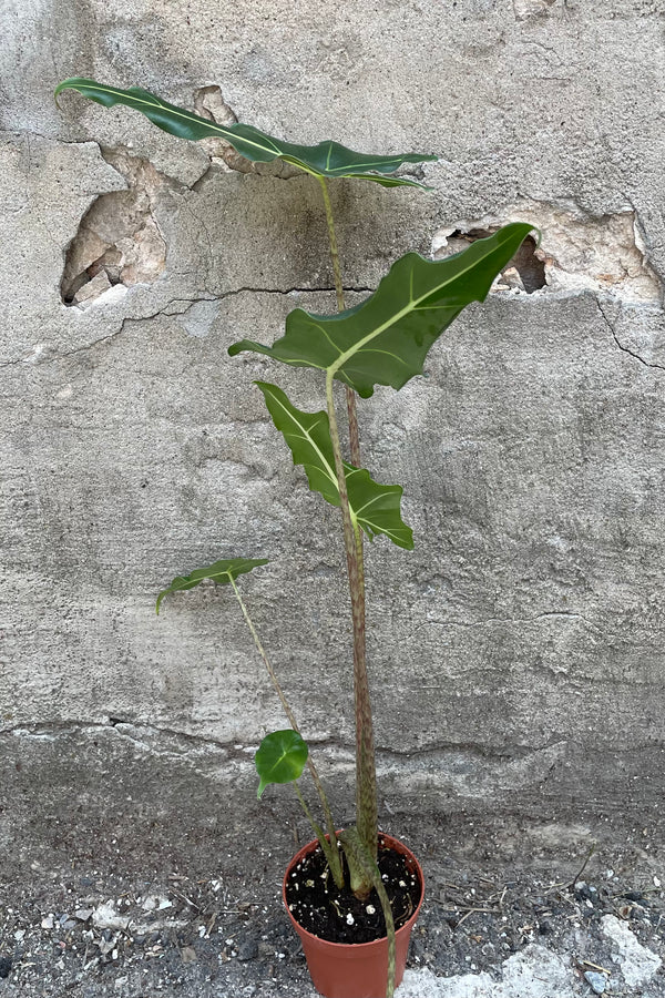 Alocasia 'Sarian' in a 4" growers pot with its elephant ear leaves standing on variegated stems against a concrete wall. 