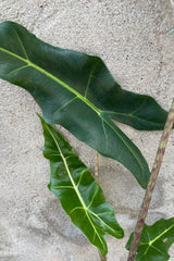 The elephant ear dark green with cream veined leaves of the Alocasia 'Sarian'