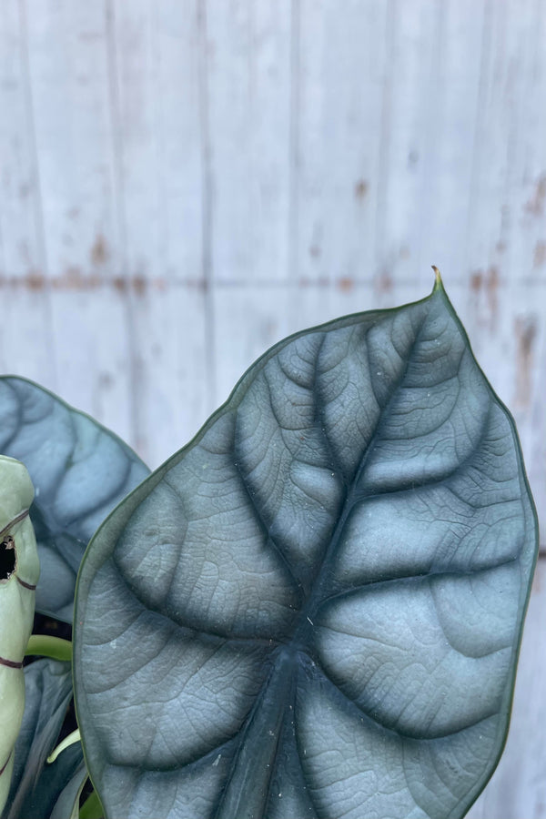 Close photo of the gray and blue-green leaf of Alocasia 'Silver Dragon.' The leaf is shown in front of a gray wall and shows its prodounced dark blue-green veins which contrast with the gray-toned leaves..