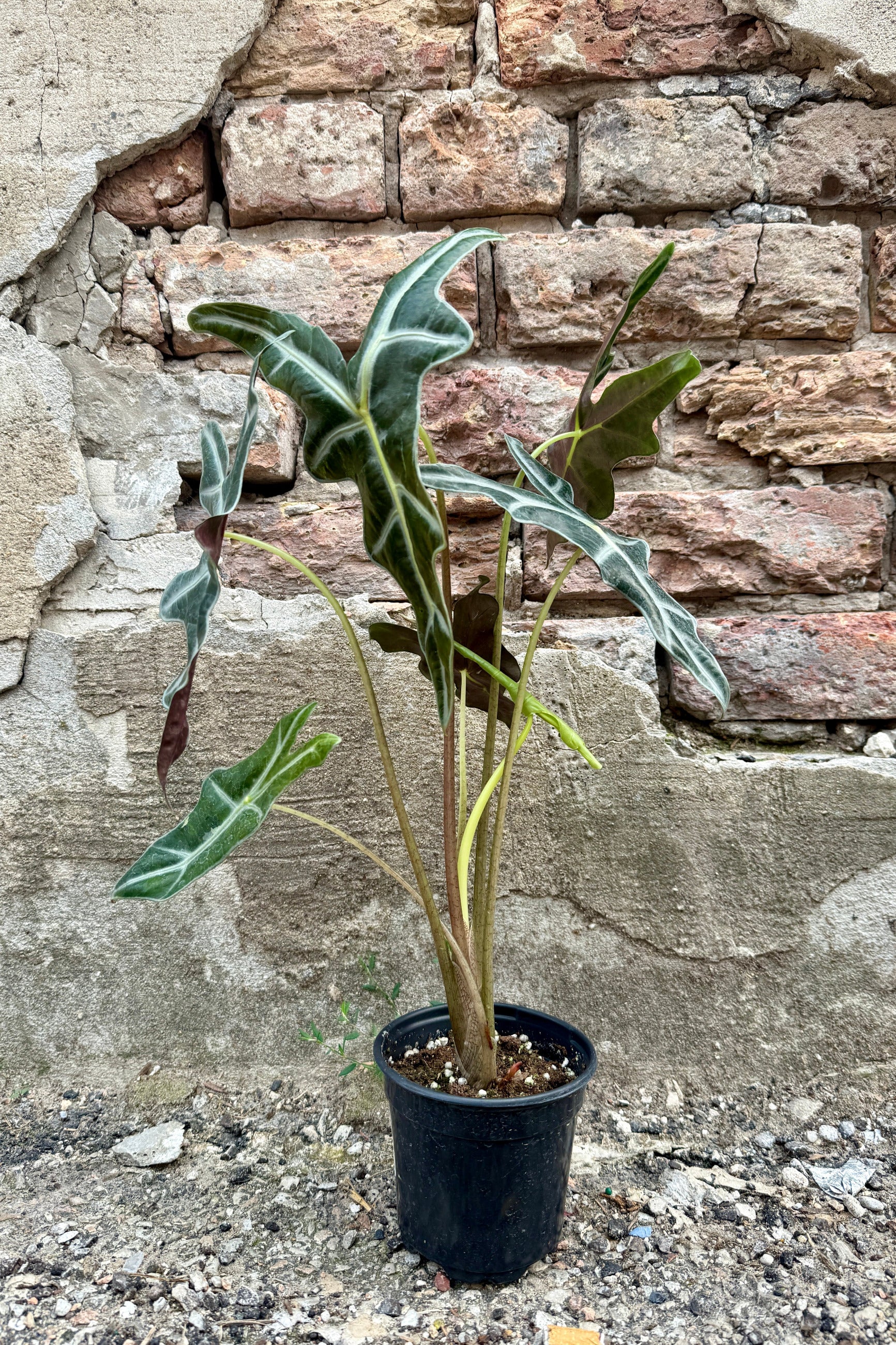 Alocasia sanderiana 'Nobilis' in a 4" growers pot against a brick and concrete wall ©Sprout Home