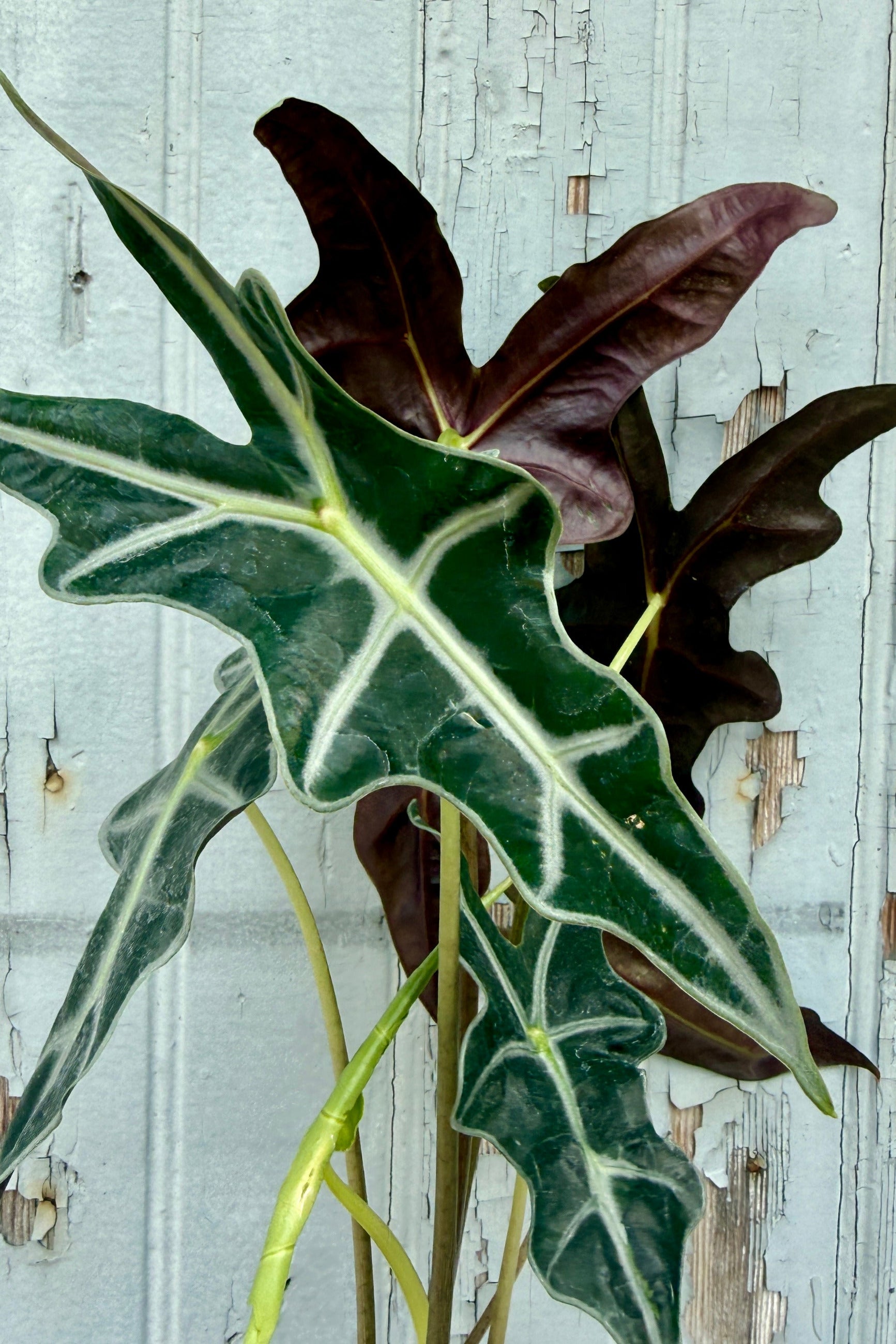 A close-up of an Alocasia sanderiana 'Nobilis' plant with large, deeply lobed leaves in dark green and deep burgundy-purple, set against a weathered, light blue-gray wooden wall. ©Sprout Home