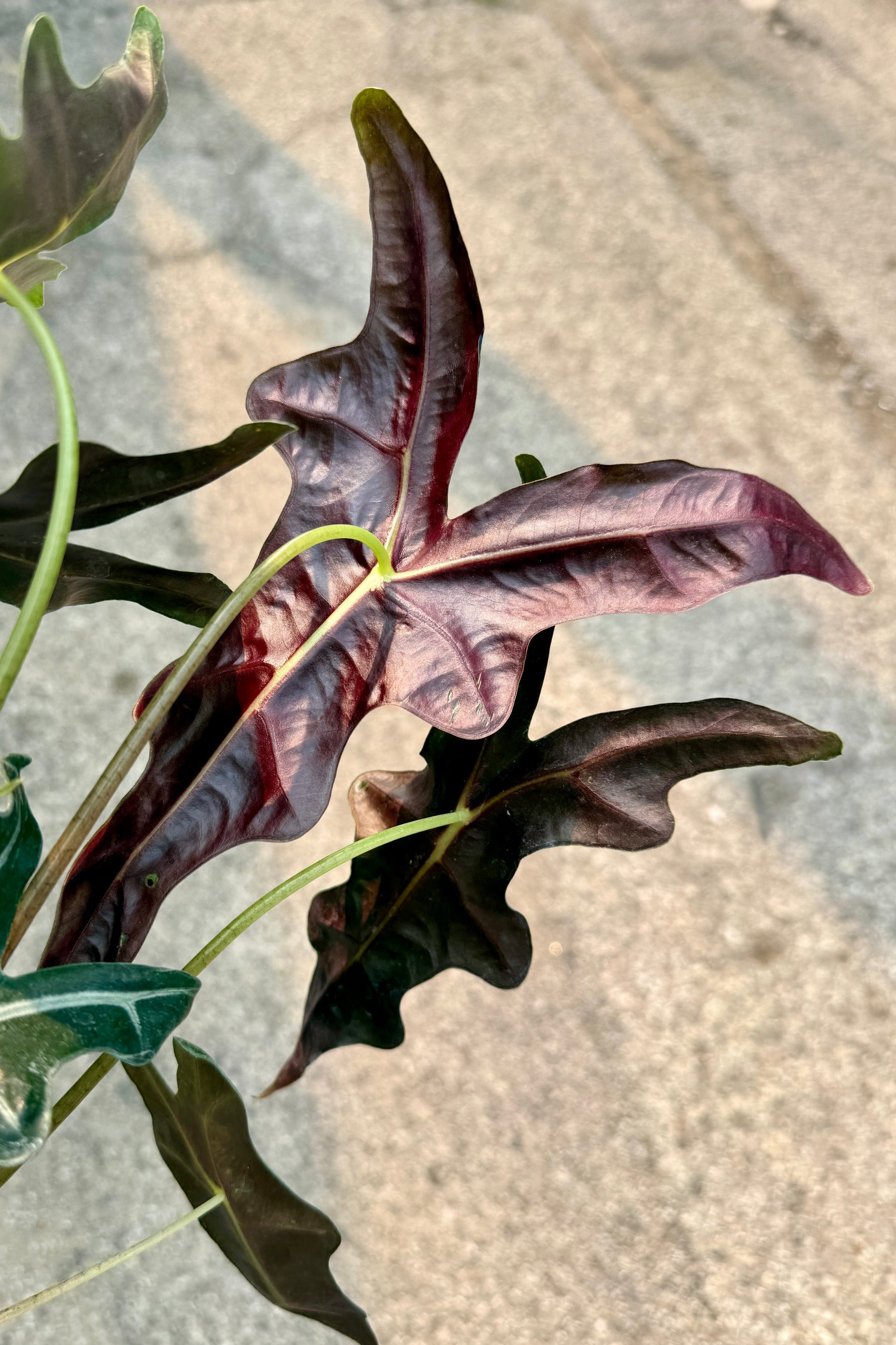 Alocasia sanderiana 'Nobilis' leaves showing the purple undersides ©Sprout Home