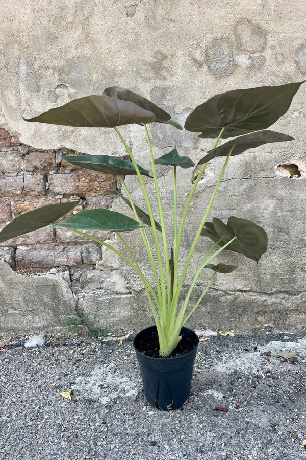 A photo of an Alocasia 'Wentii' plant in a black pot against a concrete surface.