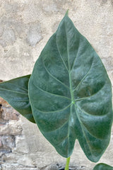 A close photo of the dark green velvety leaf of Alocasia 'Wentii' against a cement wall.