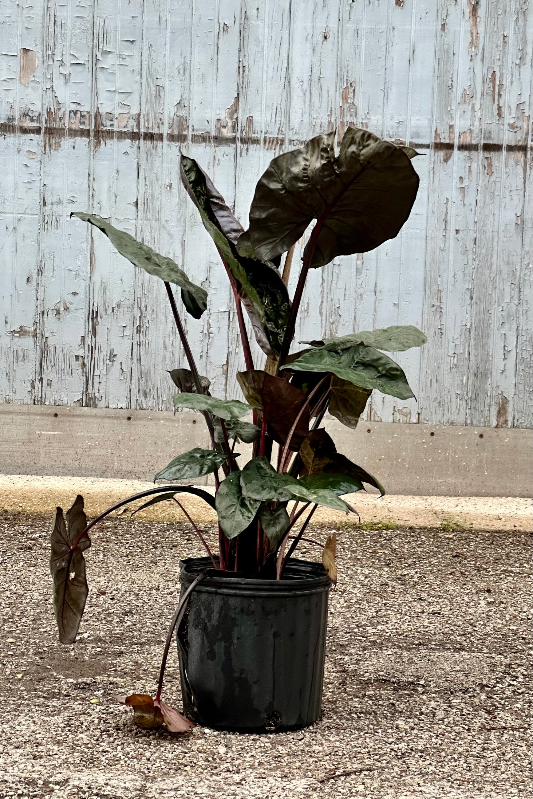 An Alocasia 'Yucatan Princess' in a 10" growers pot with its dark leaves against a wood background.  ©Sprout Home