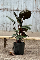 An Alocasia 'Yucatan Princess' in a 10" growers pot with its dark leaves against a wood background. 