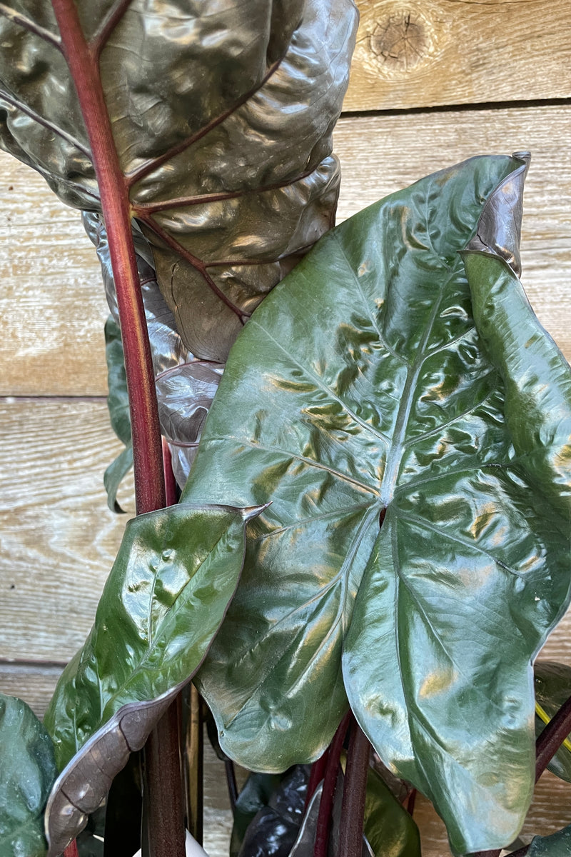 Detail of the dark large heart shaped leaves against cedar fencing