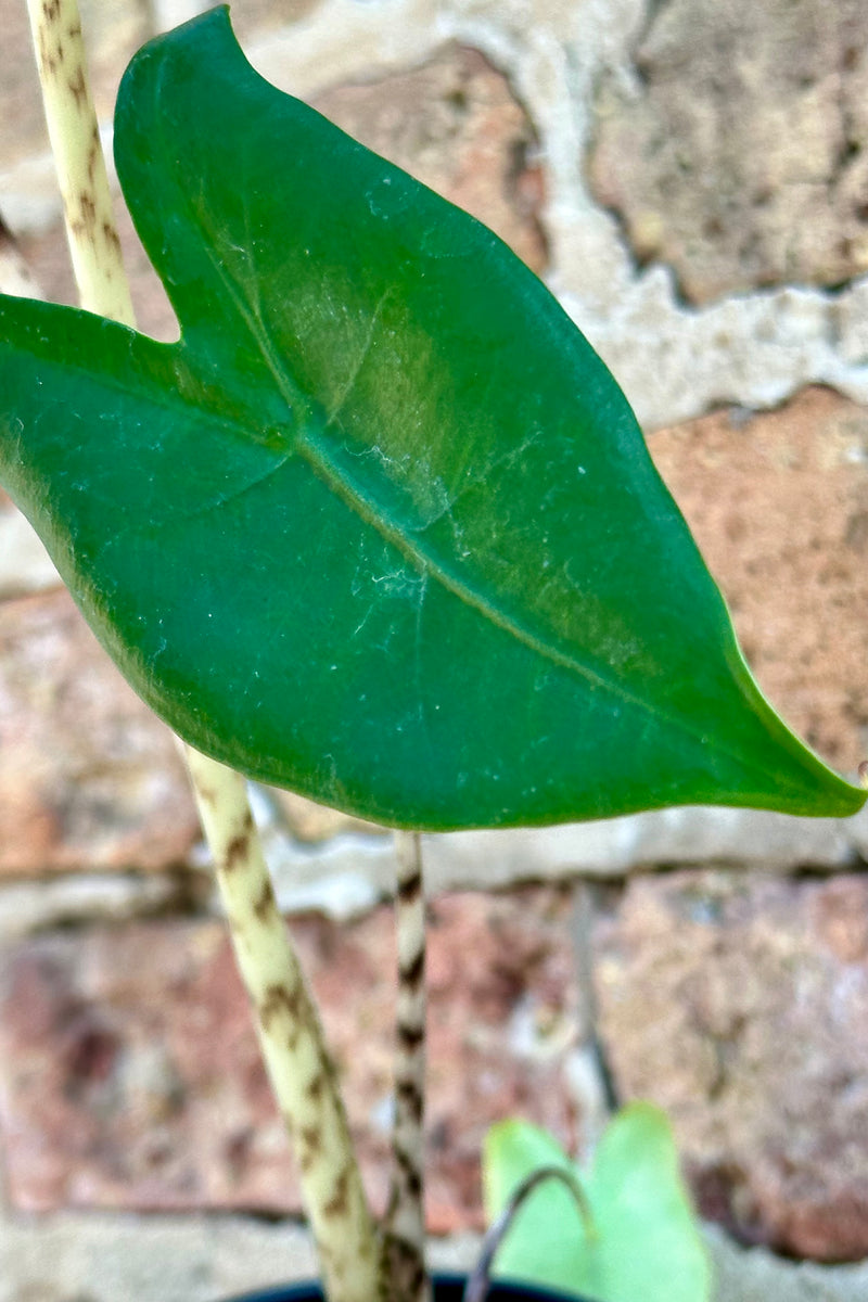 The green leaf and striped stems of the Alocasia zebrina up close. 