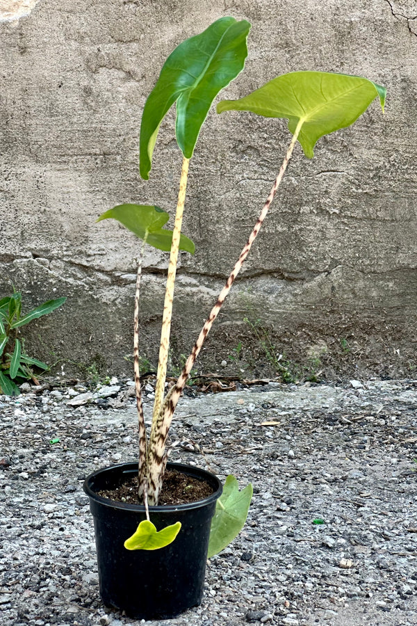 Alocasia zebrina plant showing its striped stems and green leaves in a 4" growers pot  against a concrete wall. 