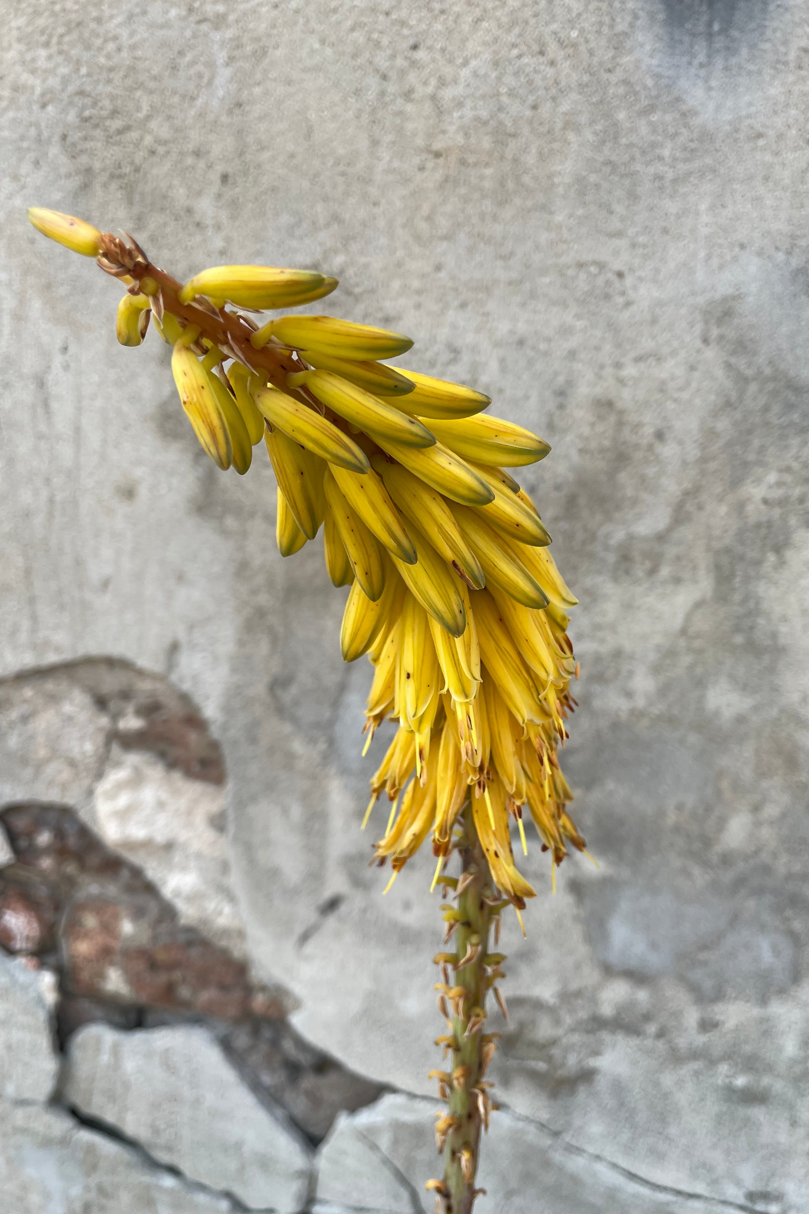 A detailed view of Aloe barbadensis #5 against concrete backdrop