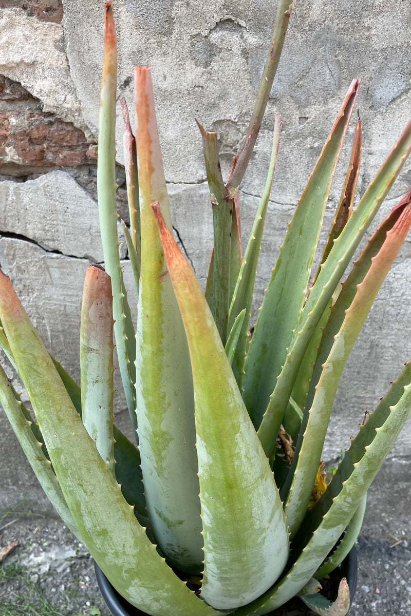 A detailed view of Aloe barbadensis against concrete backdrop