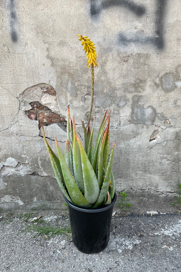 A full view of Aloe barbadensis #5 against concrete backdrop