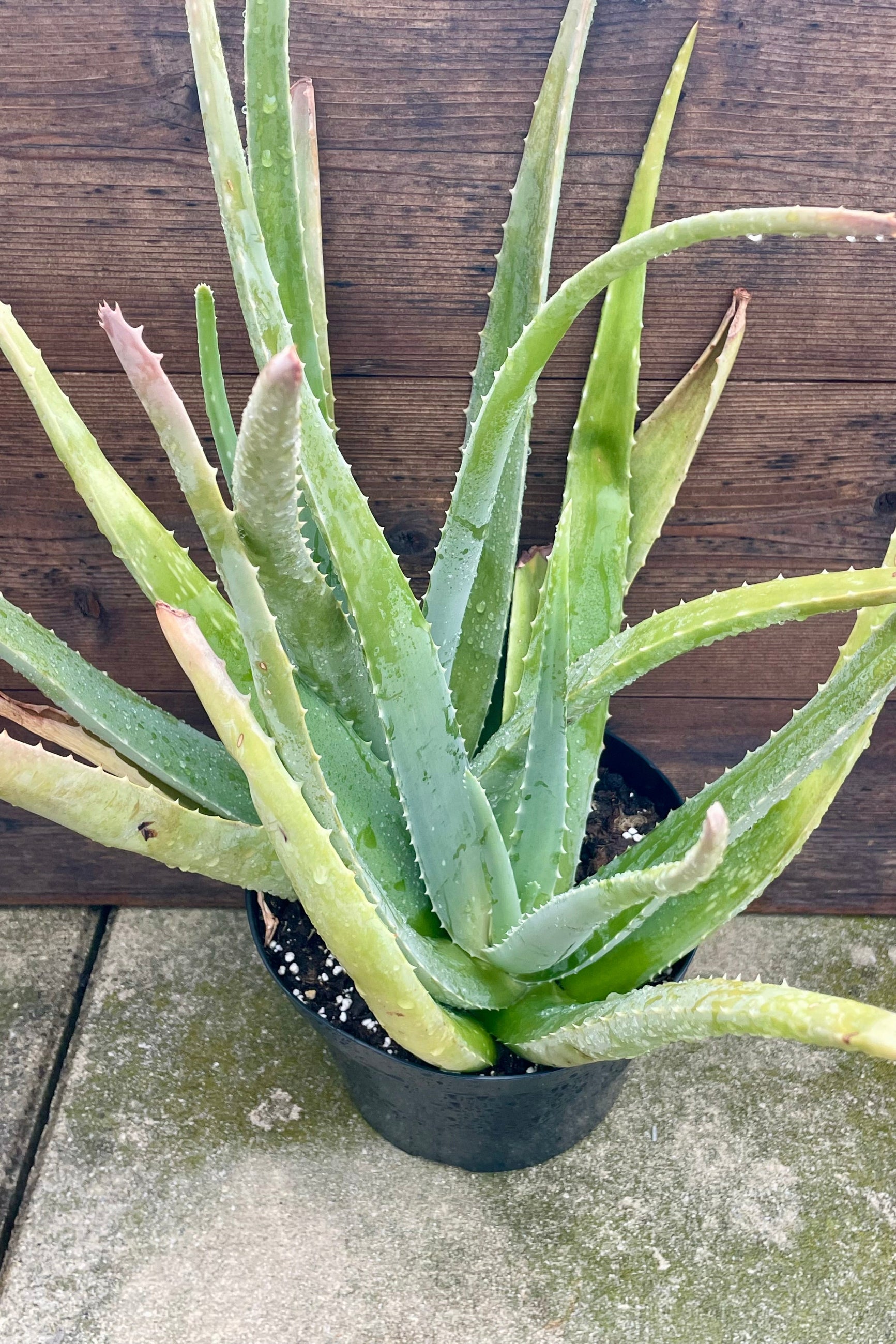 A potted Aloe Vera plant in front of a wooden wall ©Sprout Home